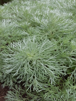 ARTEMESIA Silver Mound